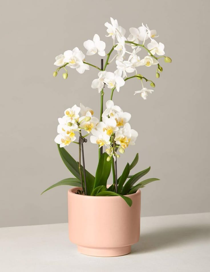 Orchid plant