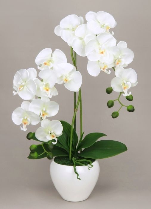 Orchid plant