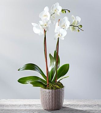 Orchid plant