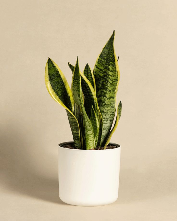 Snake Plant