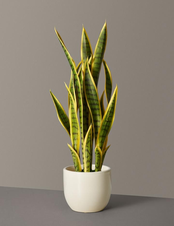 Snake Plant