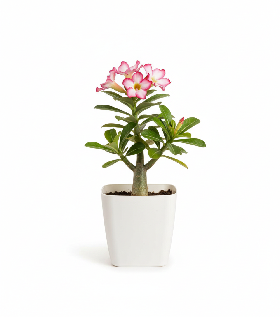 Adenium Small