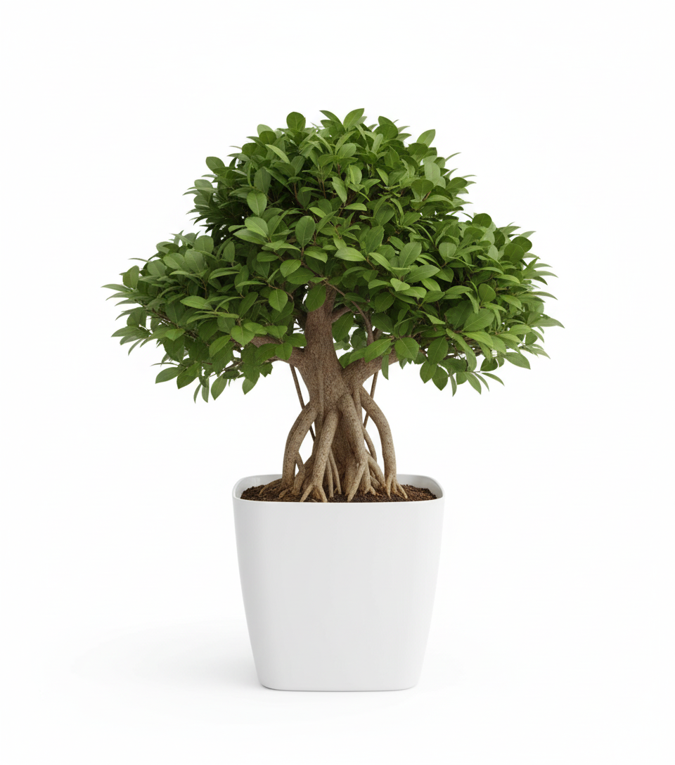 Bonsai Big Baniyan