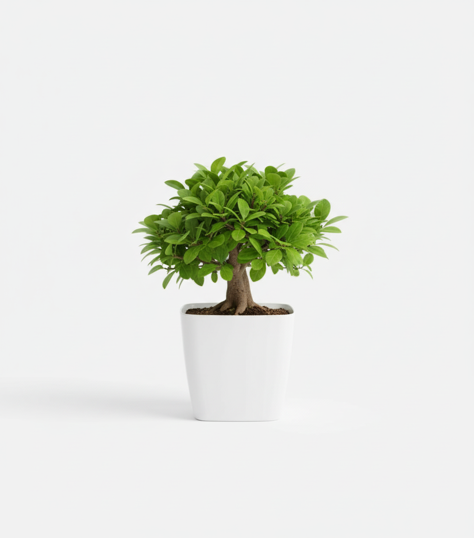 Bonsai Small