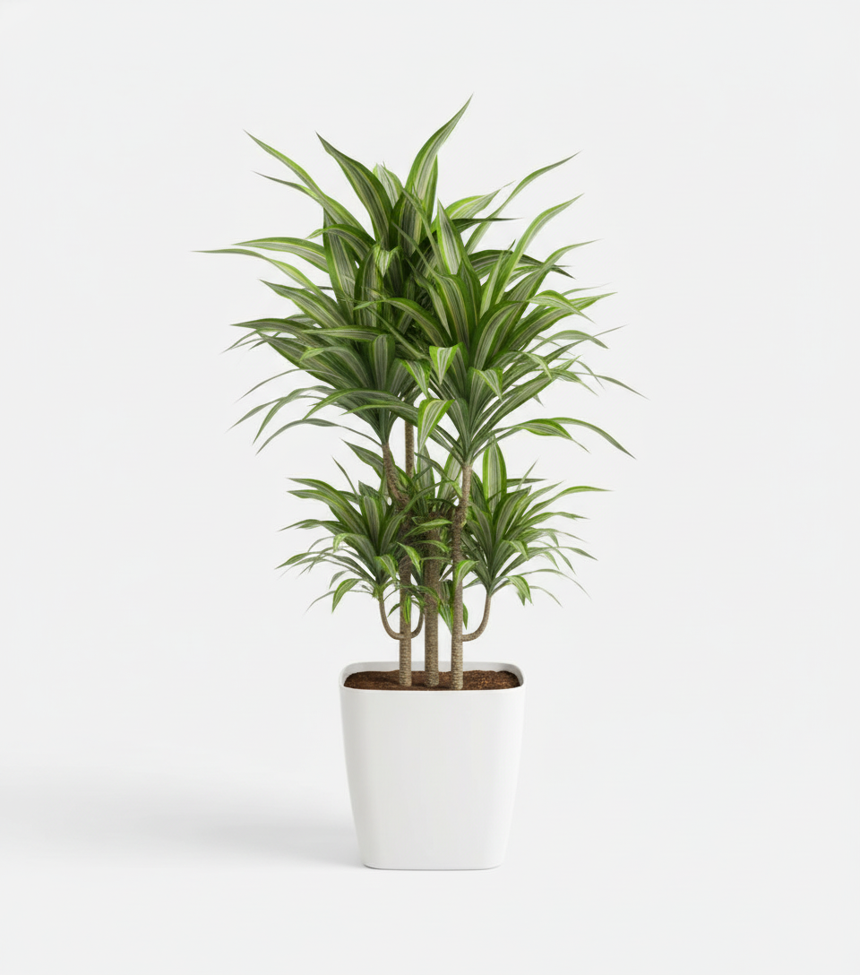 Dracaena Massangeana