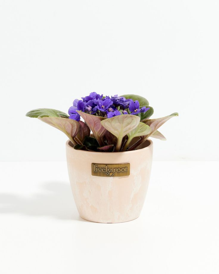 African Violet Plant