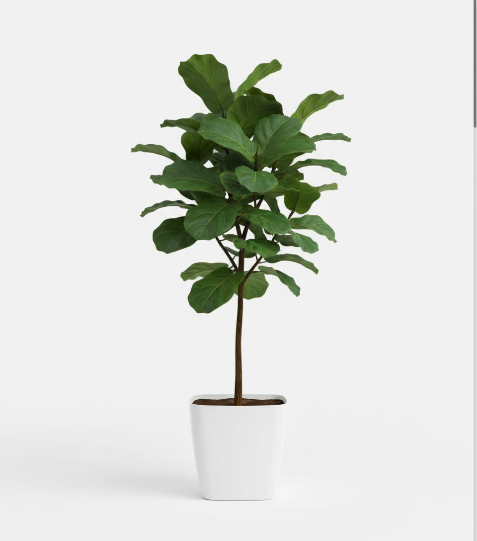 Fiddle-leaf Fig Big